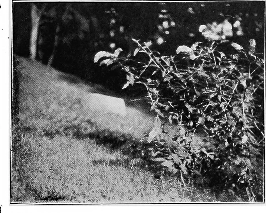 An illustration from The garden that we made, 1920, leaf 66