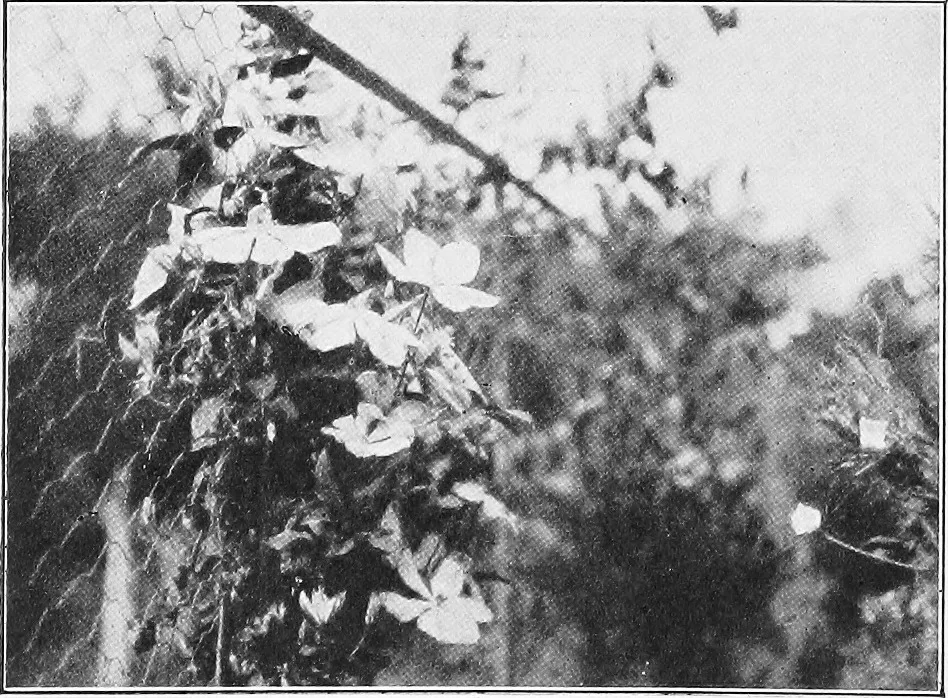 An illustration from The garden that we made, 1920, leaf 67