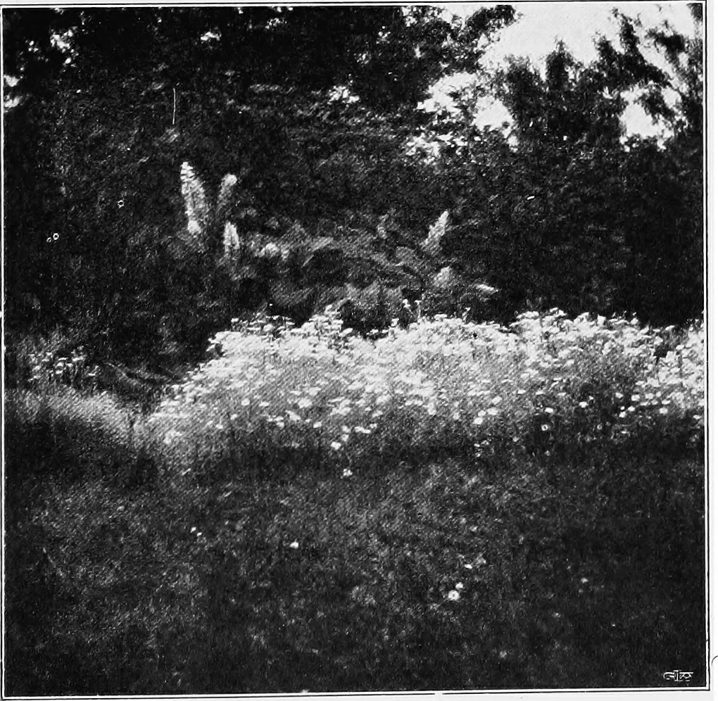 An illustration from The garden that we made, 1920, leaf 68