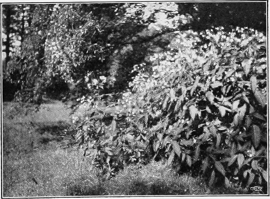 An illustration from The garden that we made, 1920, leaf 76