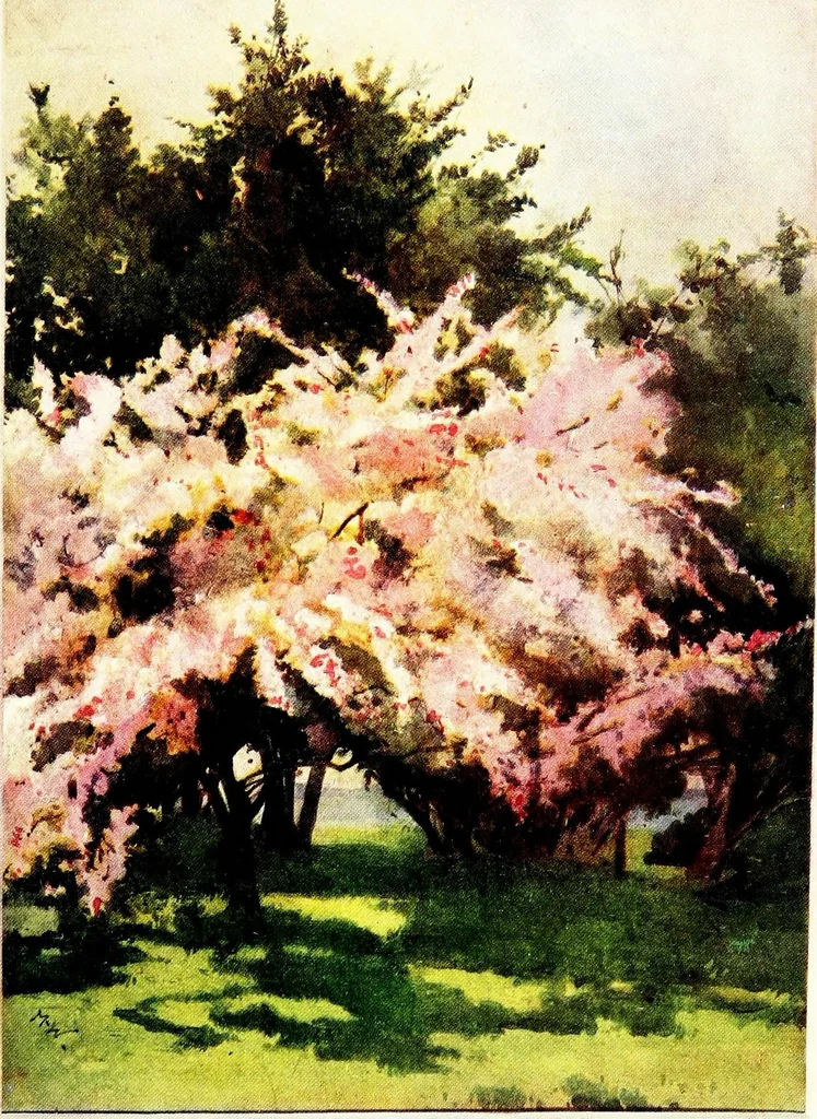 An illustration from Flower grouping in English, Scotch & Irish gardens; notes & 56 sketches in colour, 1907, leaf 249