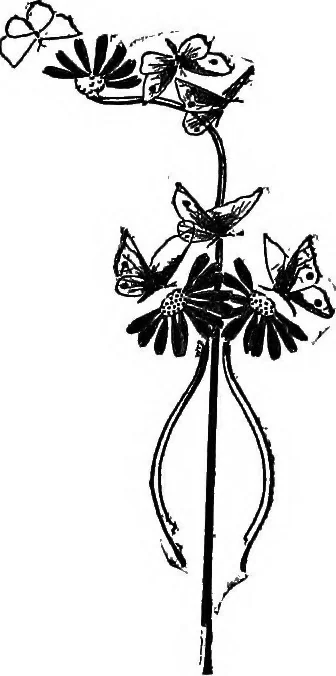 An illustration from The little garden, 1921, leaf 17
