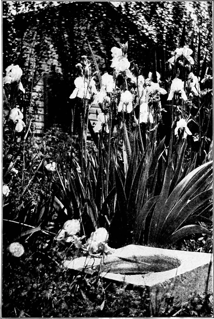 An illustration from The little garden, 1921, leaf 24