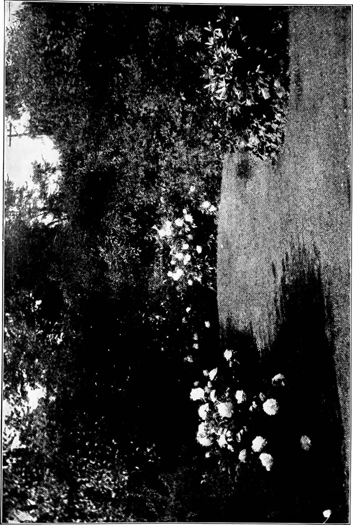 An illustration from The little garden, 1921, leaf 36