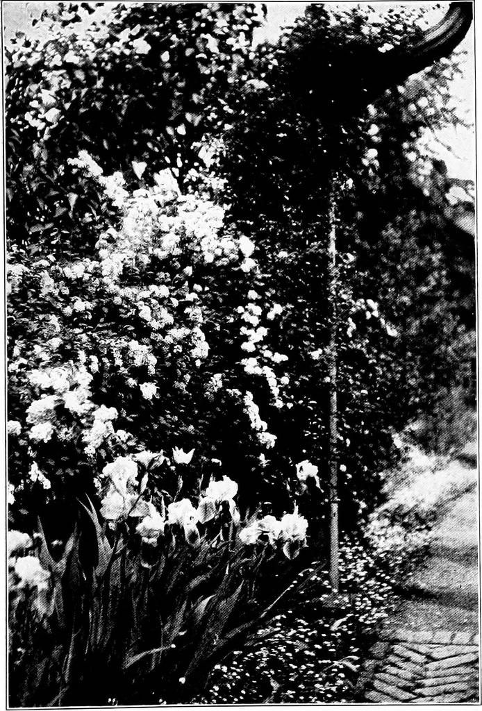 An illustration from The little garden, 1921, leaf 54
