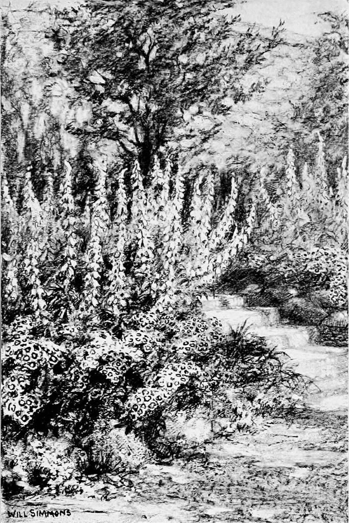 An illustration from My garden, 1920, leaf 122