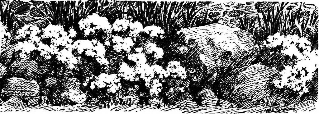 An illustration from My garden, 1920, leaf 14