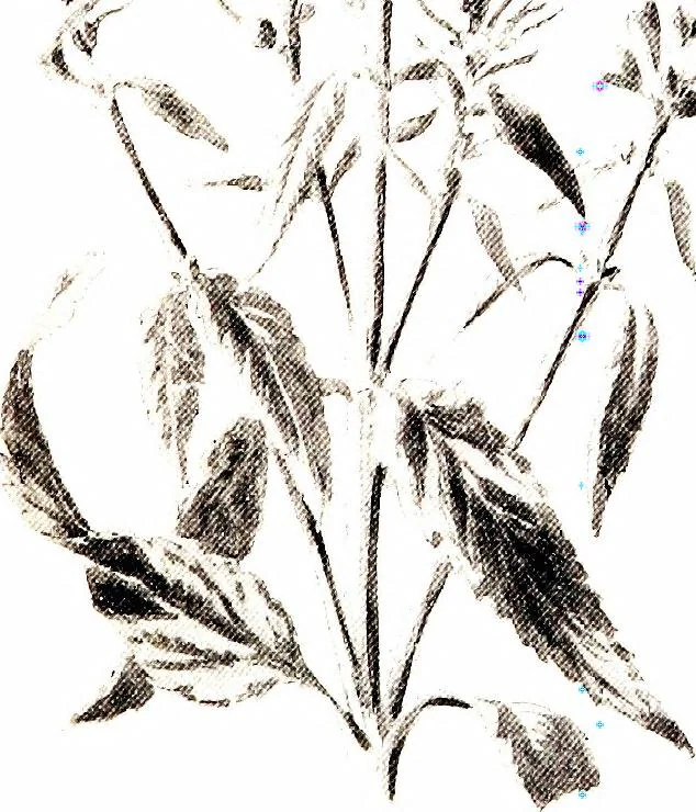 An illustration from That rock-garden of ours, 1909, leaf 101