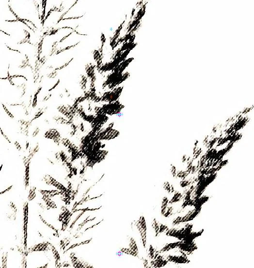 An illustration from That rock-garden of ours, 1909, leaf 101
