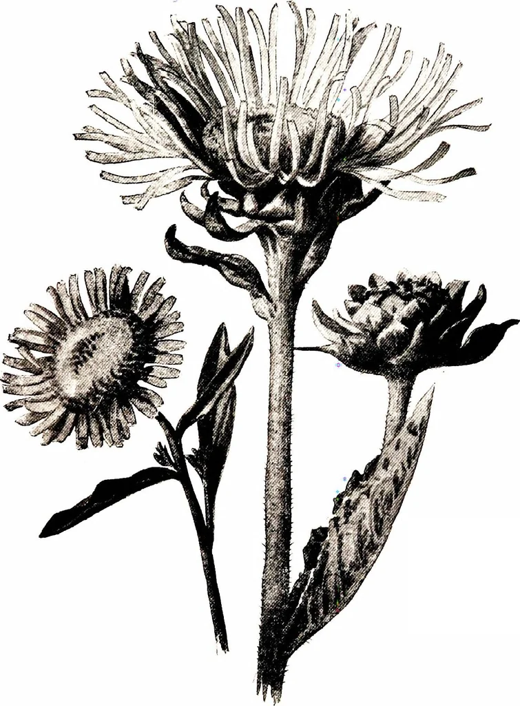 An illustration from That rock-garden of ours, 1909, leaf 123