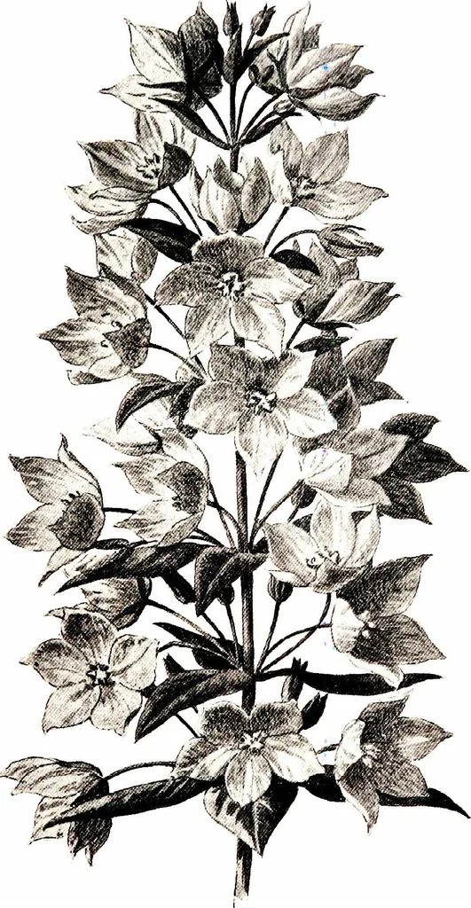 An illustration from That rock-garden of ours, 1909, leaf 139