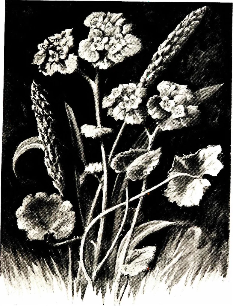 An illustration from That rock-garden of ours, 1909, leaf 147