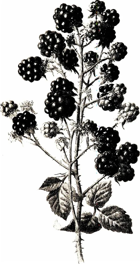 An illustration from That rock-garden of ours, 1909, leaf 155