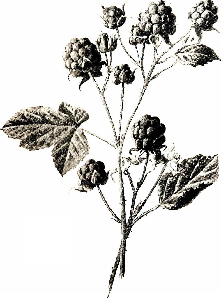 An illustration from That rock-garden of ours, 1909, leaf 163