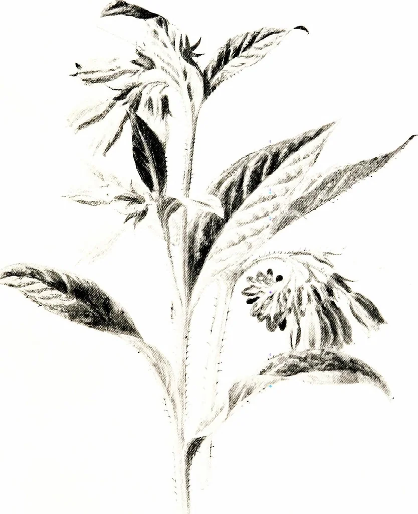 An illustration from That rock-garden of ours, 1909, leaf 179