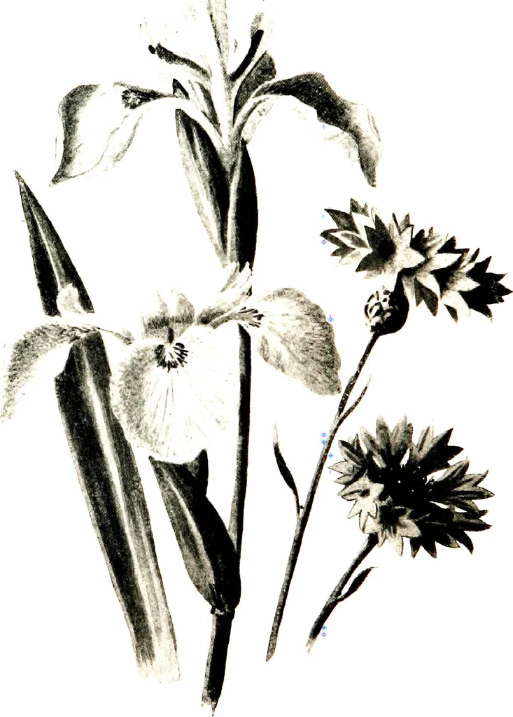An illustration from That rock-garden of ours, 1909, leaf 188