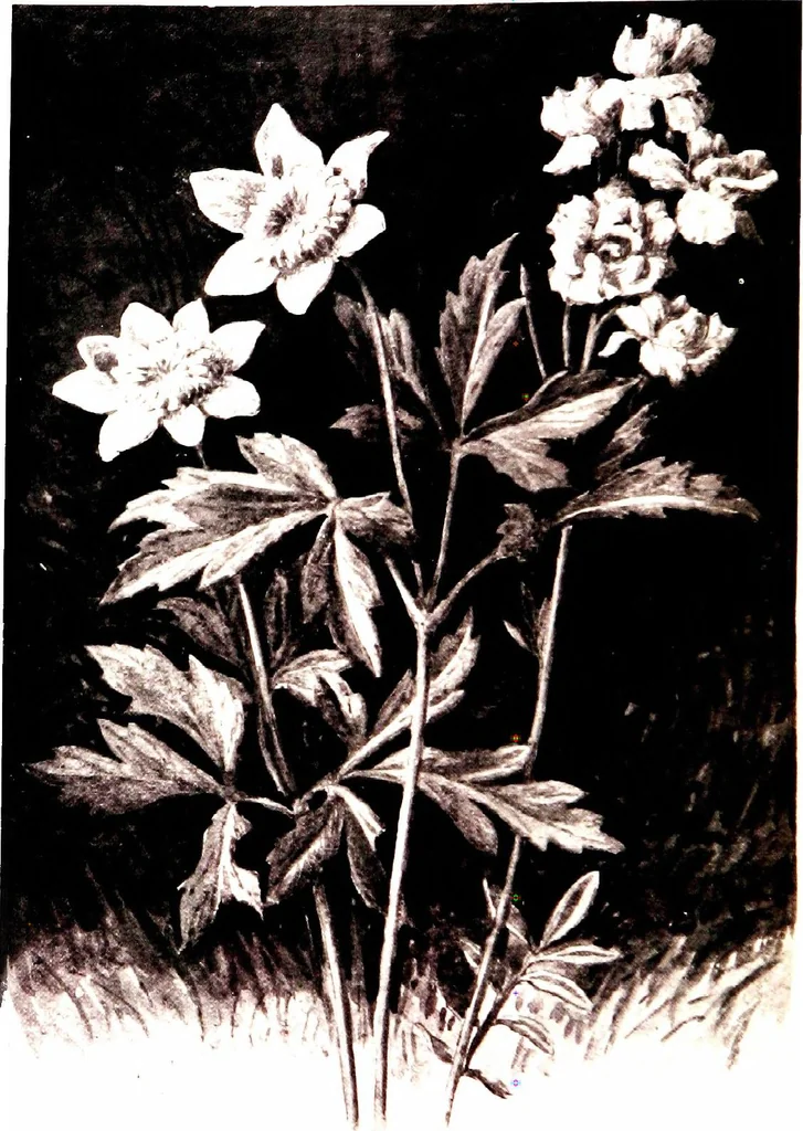 An illustration from That rock-garden of ours, 1909, leaf 20