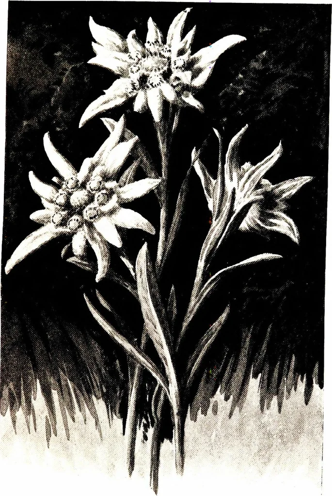 An illustration from That rock-garden of ours, 1909, leaf 203