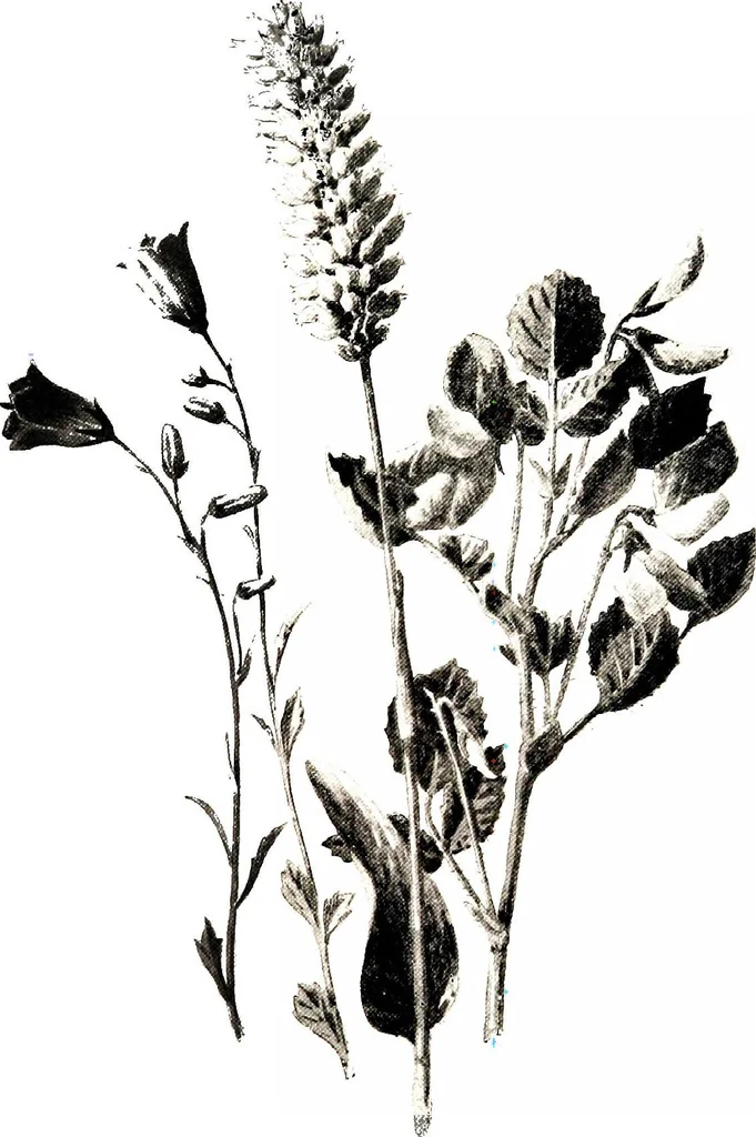 An illustration from That rock-garden of ours, 1909, leaf 219