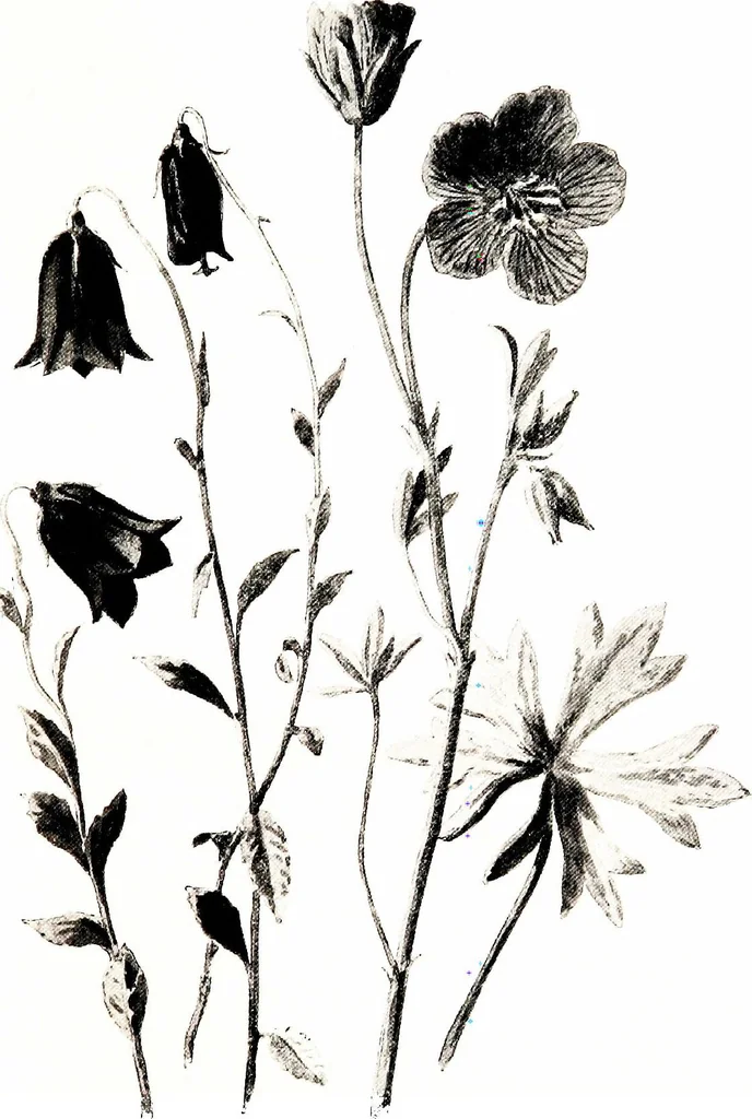 An illustration from That rock-garden of ours, 1909, leaf 243