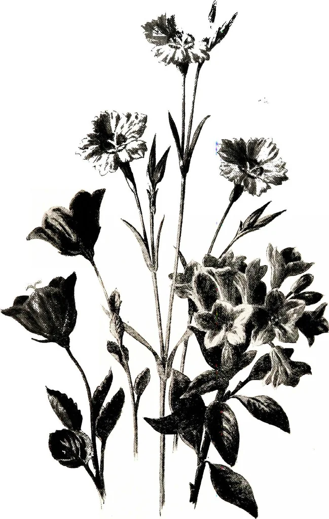An illustration from That rock-garden of ours, 1909, leaf 251