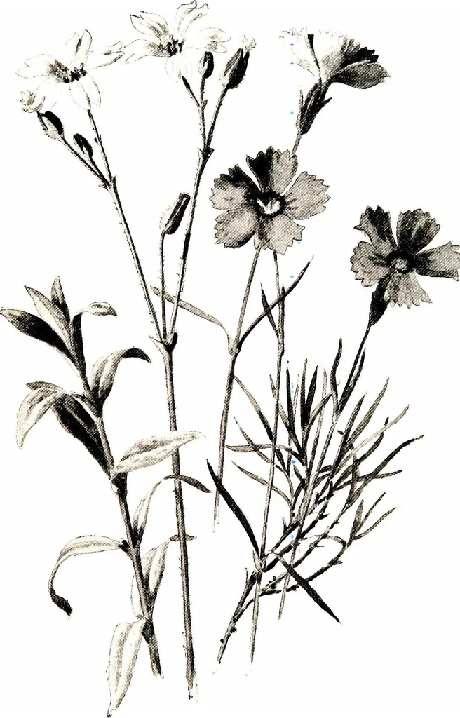 An illustration from That rock-garden of ours, 1909, leaf 267