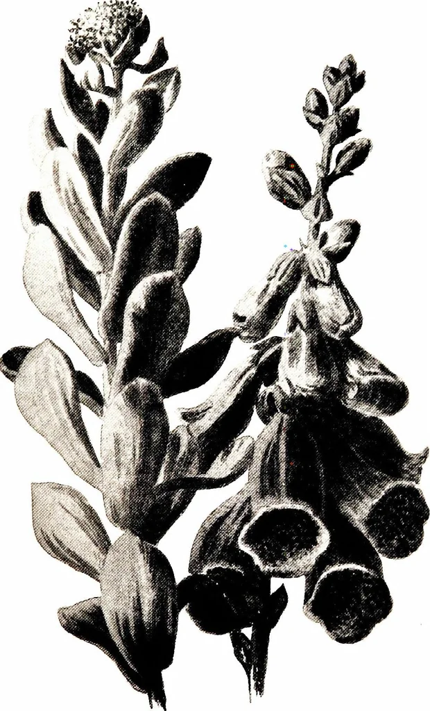 An illustration from That rock-garden of ours, 1909, leaf 283