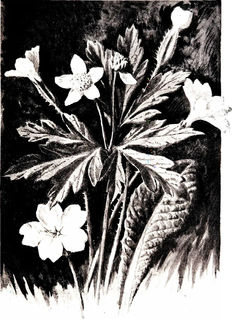 An illustration from That rock-garden of ours, 1909, leaf 29