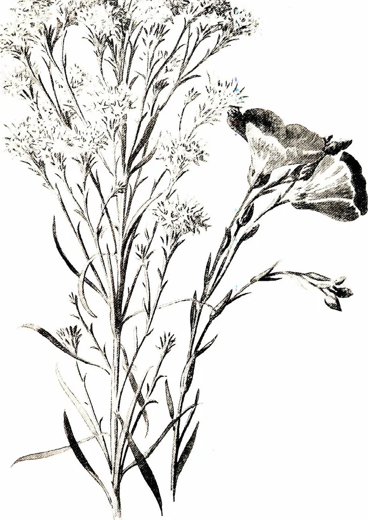 An illustration from That rock-garden of ours, 1909, leaf 299