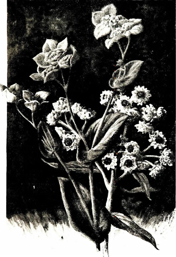 An illustration from That rock-garden of ours, 1909, leaf 307