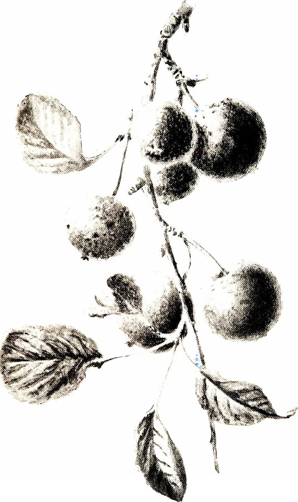 An illustration from That rock-garden of ours, 1909, leaf 315