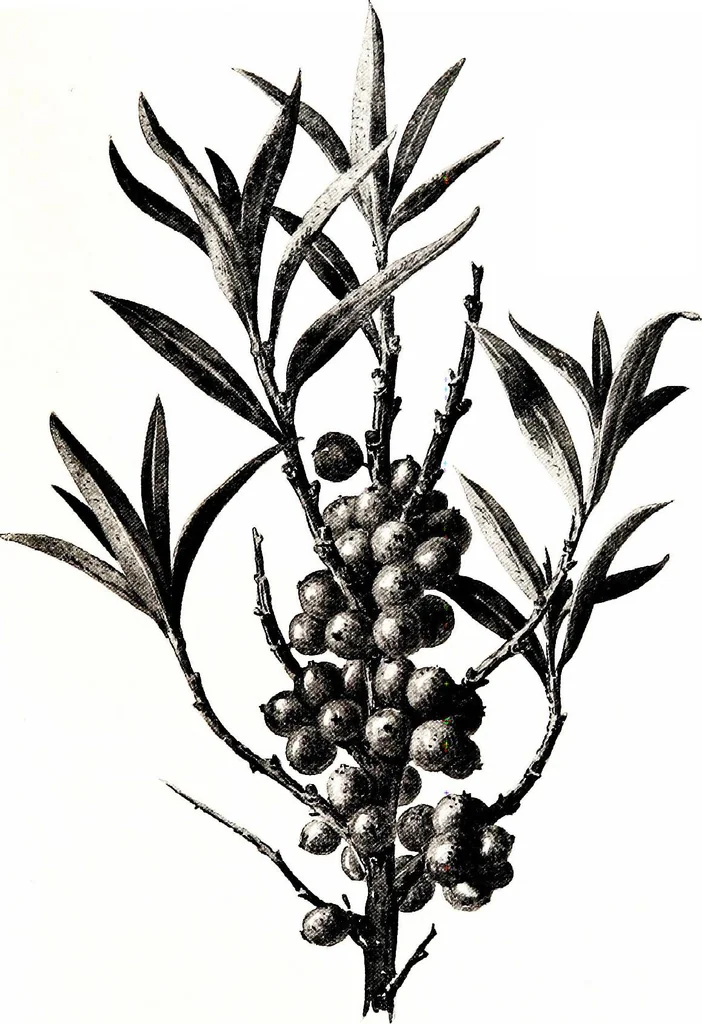An illustration from That rock-garden of ours, 1909, leaf 323