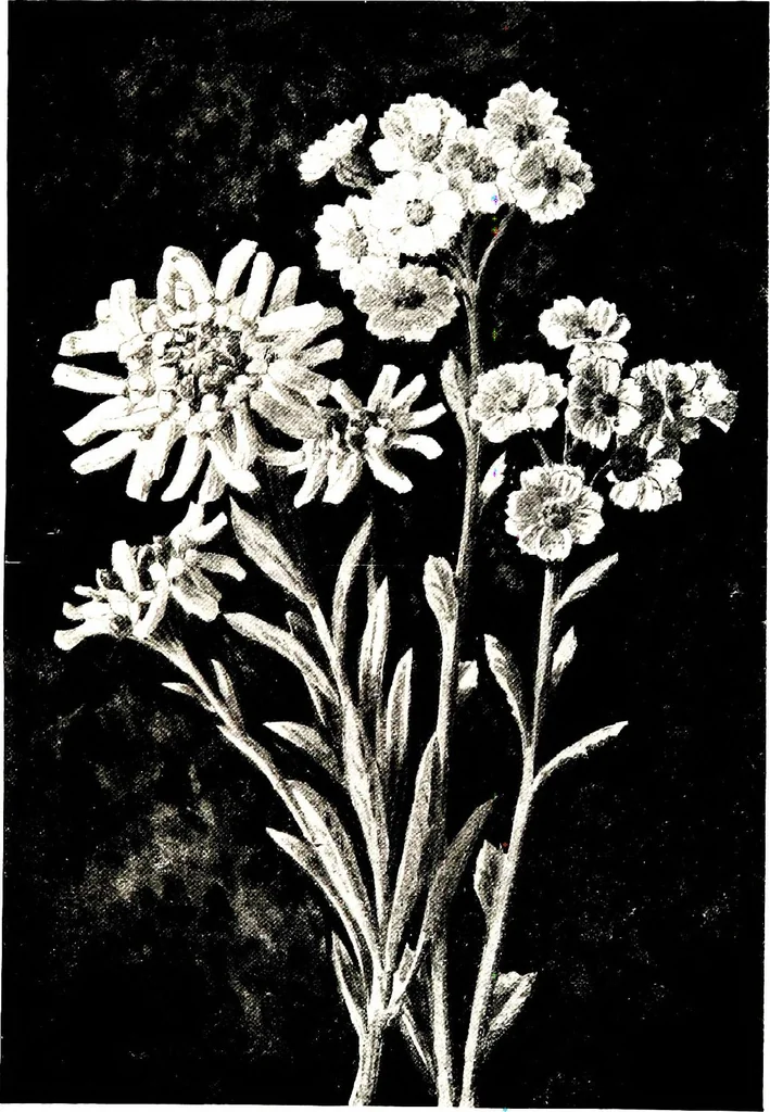 An illustration from That rock-garden of ours, 1909, leaf 331