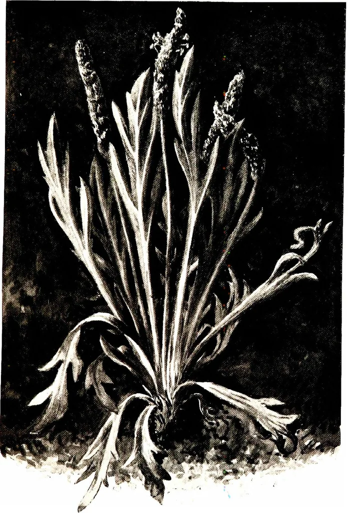An illustration from That rock-garden of ours, 1909, leaf 339
