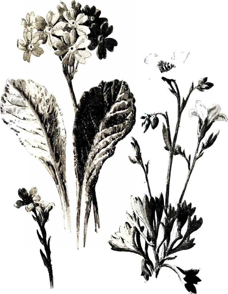 An illustration from That rock-garden of ours, 1909, leaf 355