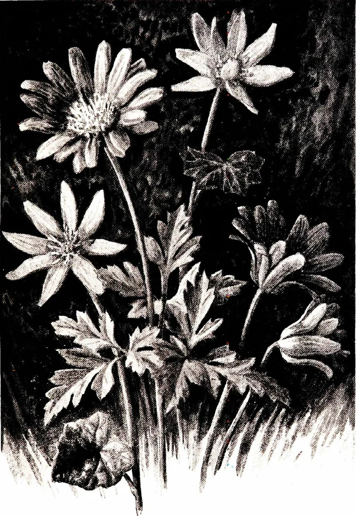 An illustration from That rock-garden of ours, 1909, leaf 37