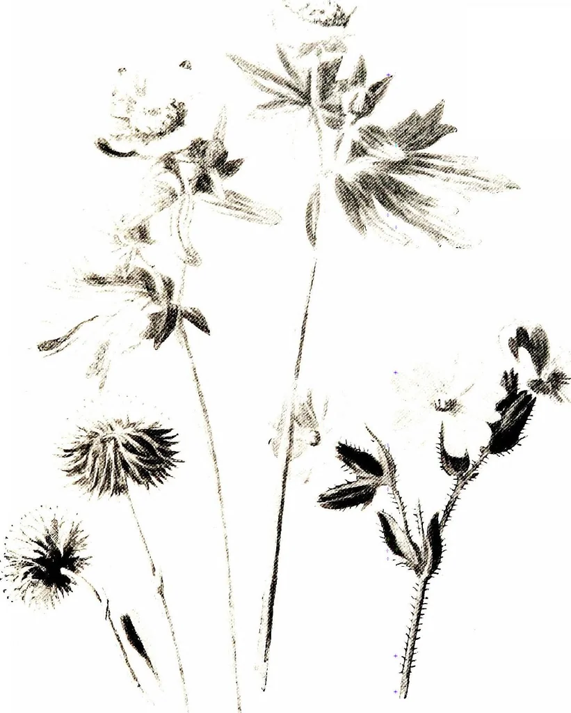 An illustration from That rock-garden of ours, 1909, leaf 371