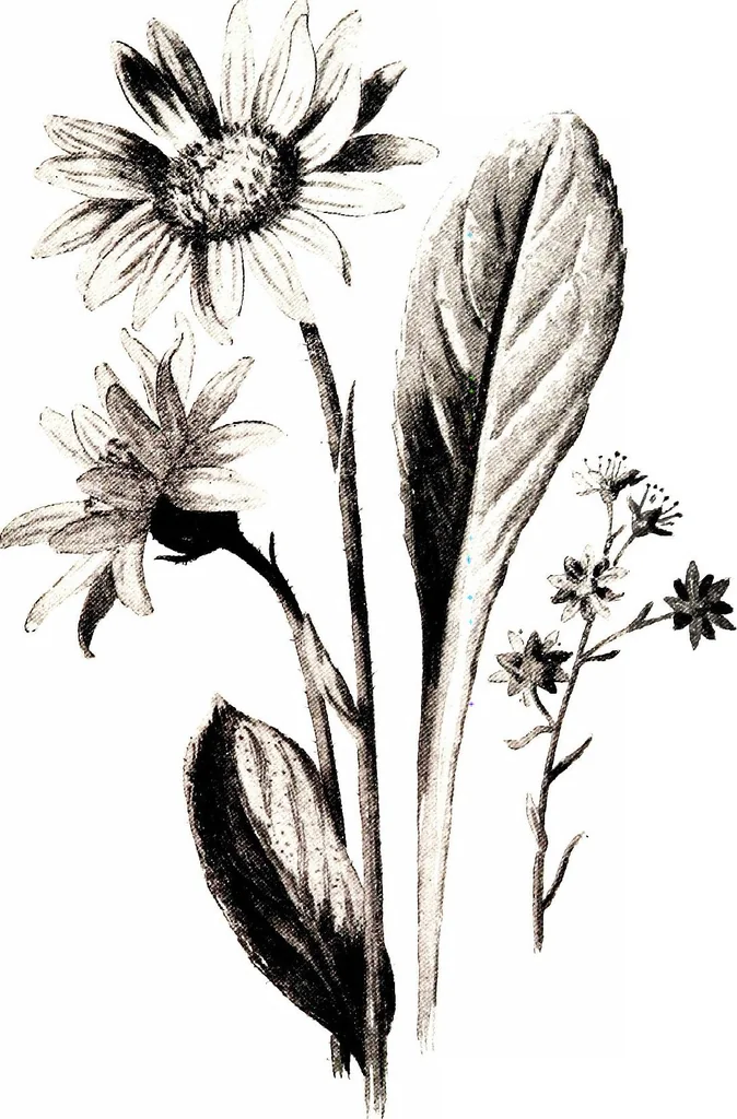 An illustration from That rock-garden of ours, 1909, leaf 395
