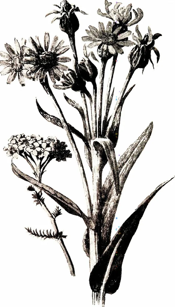 An illustration from That rock-garden of ours, 1909, leaf 403