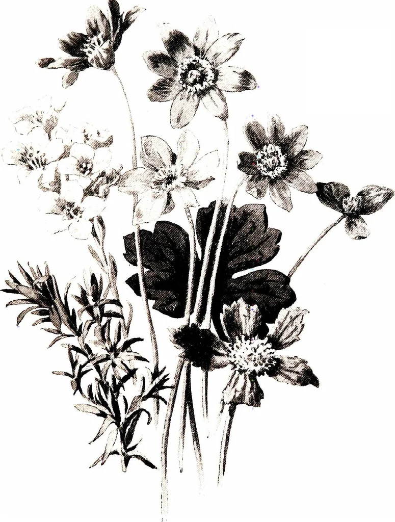 An illustration from That rock-garden of ours, 1909, leaf 45