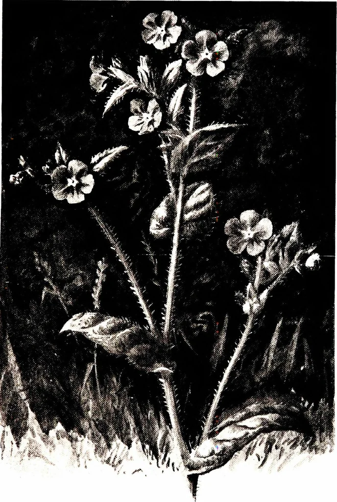 An illustration from That rock-garden of ours, 1909, leaf 53