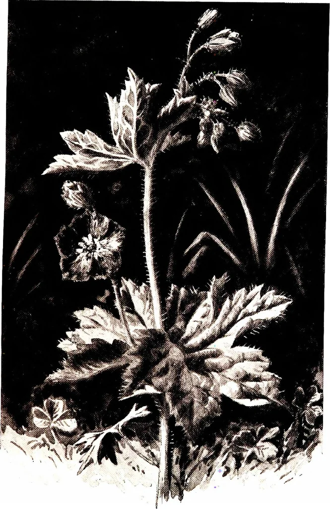An illustration from That rock-garden of ours, 1909, leaf 69