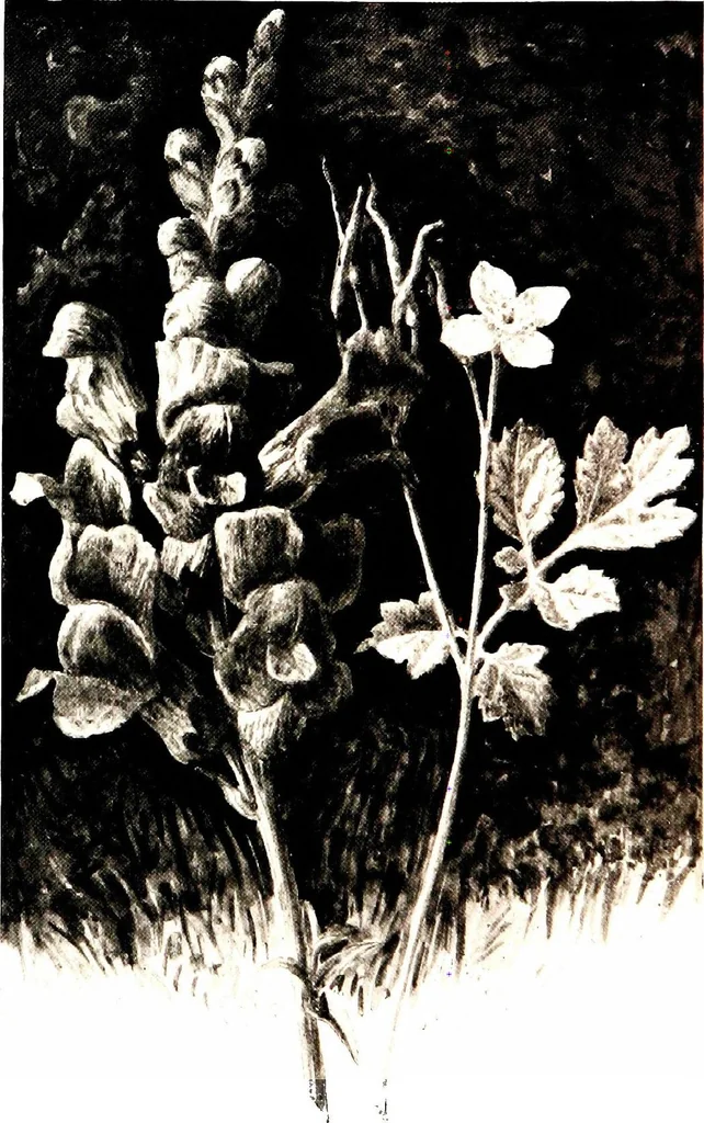 An illustration from That rock-garden of ours, 1909, leaf 94