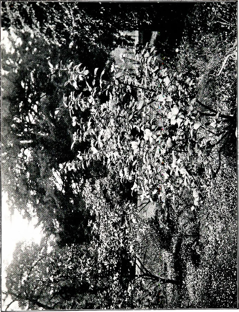 An illustration from My garden in spring, 1914, leaf 113