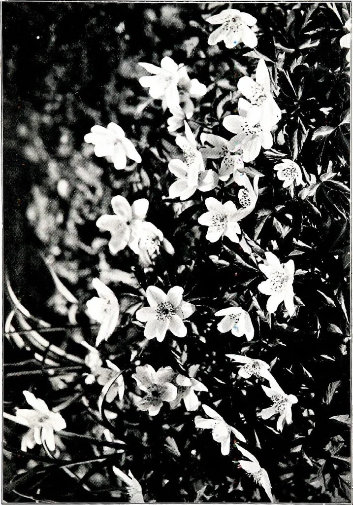 An illustration from My garden in spring, 1914, leaf 153