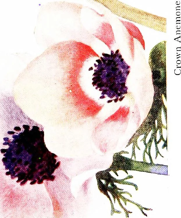 An illustration from My garden in spring, 1914, leaf 163