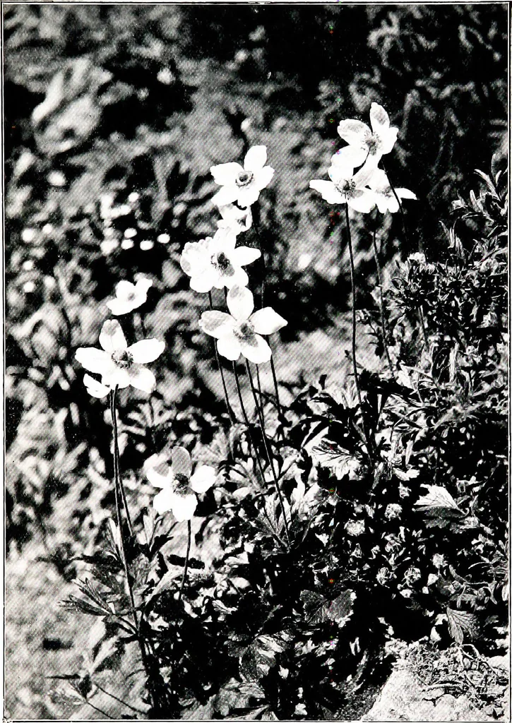 An illustration from My garden in spring, 1914, leaf 173