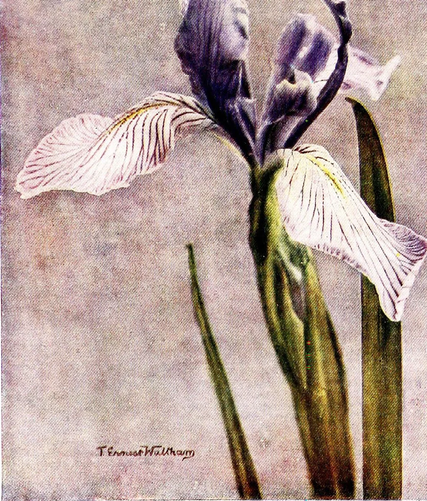 An illustration from My garden in spring, 1914, leaf 183