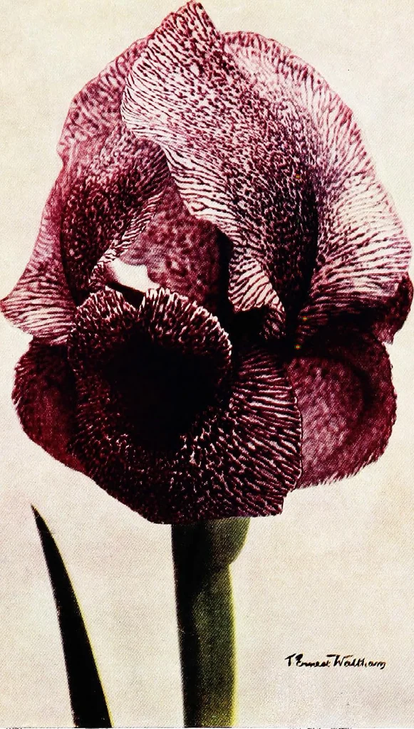 An illustration from My garden in spring, 1914, leaf 201
