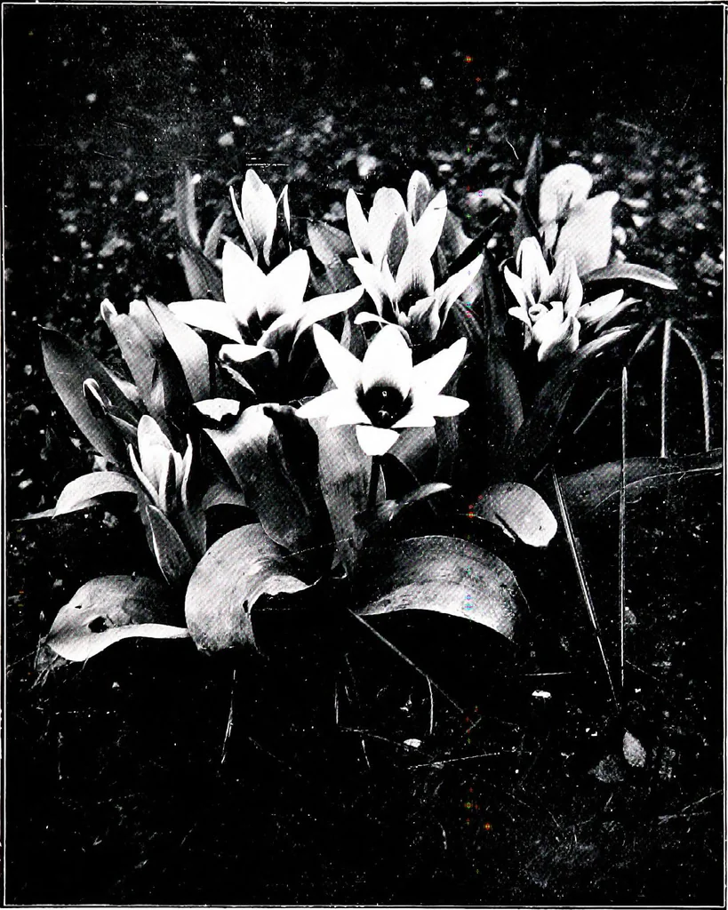 An illustration from My garden in spring, 1914, leaf 219